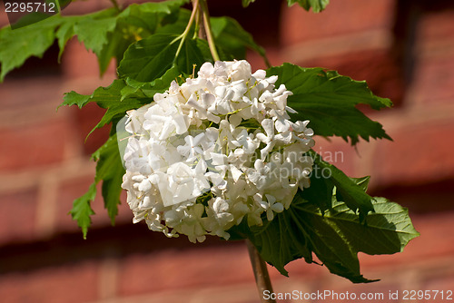 Image of White flowers on a branch.