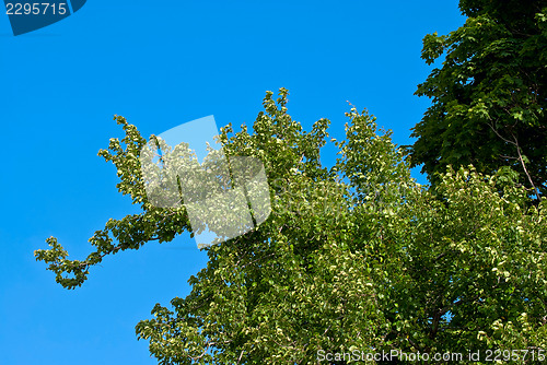 Image of Trees against the sky.