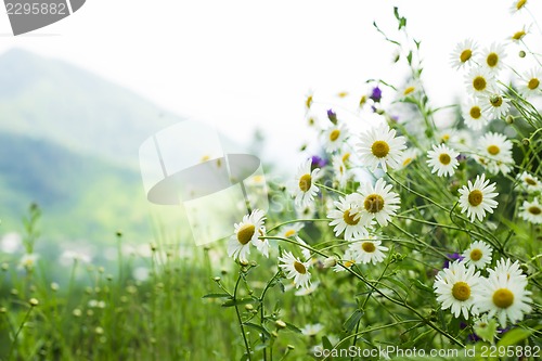 Image of field of daisies in the mountains