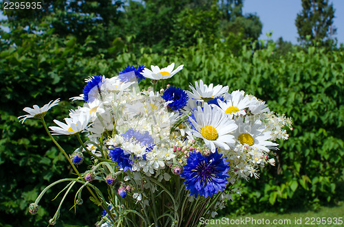 Image of Closeup of summer flowers