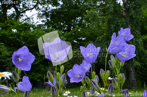 Image of Bluebells closeup