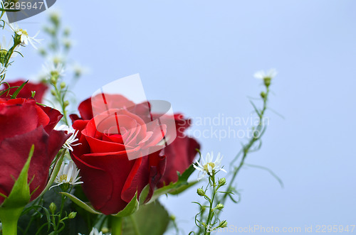 Image of Red roses