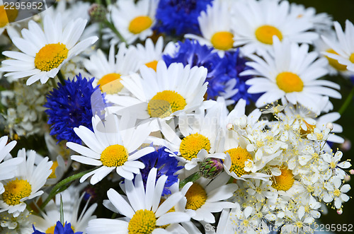 Image of Summerflowers