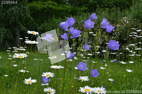 Image of Summer flowers