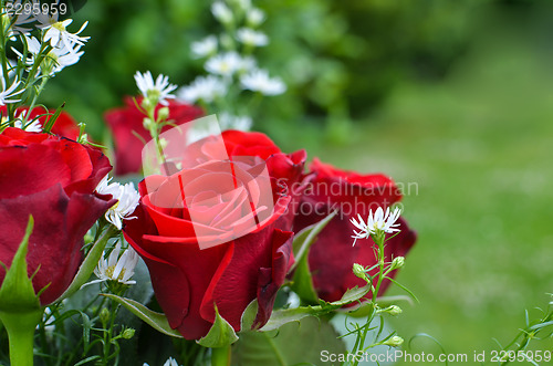 Image of Red roses