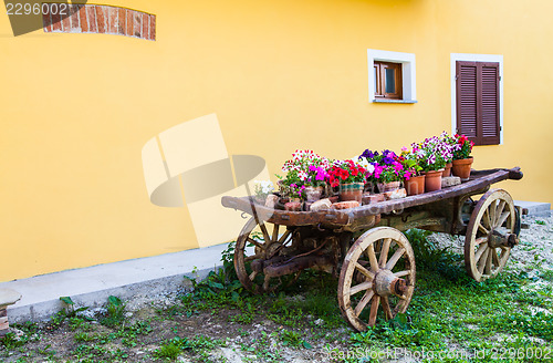 Image of Tuscany flowers