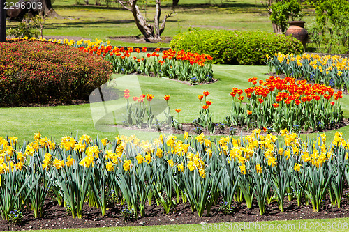 Image of Tulips garden