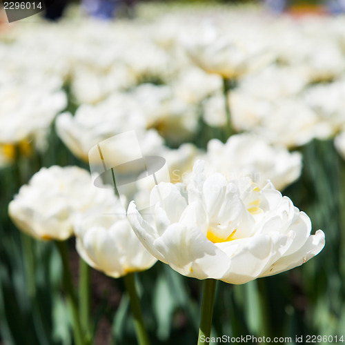 Image of Casablanca tulip