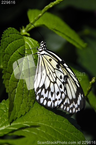 Image of Butterfly