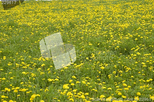 Image of Spring flowers