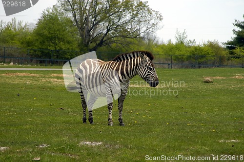 Image of Zebra