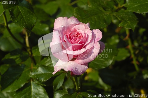 Image of Solitary Rose
