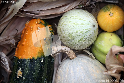 Image of Autumn Harvest