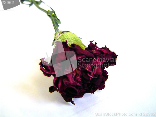 Image of Dying Rose