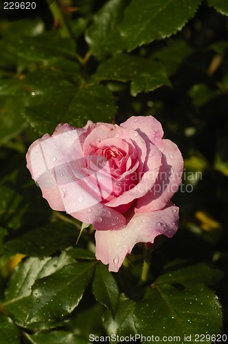 Image of Solitary Rose