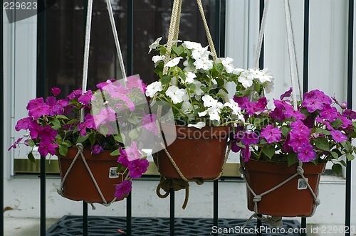 Image of Flower Baskets