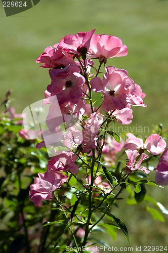 Image of Spring Flowers