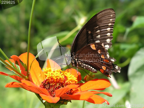 Image of Butterfly