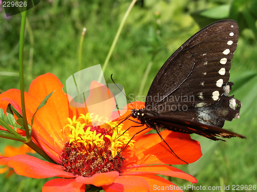 Image of Butterfly