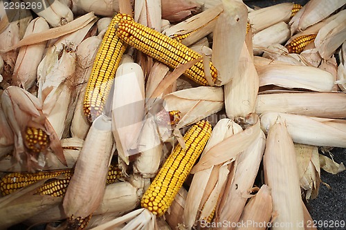 Image of Maize cobs