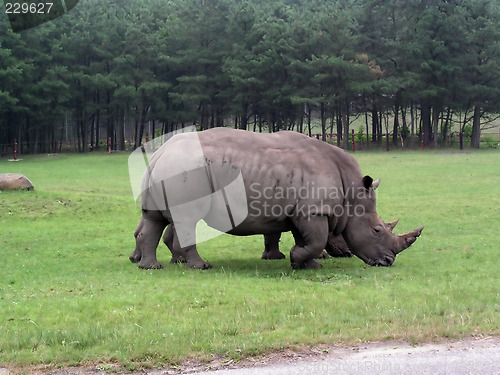 Image of Rhino