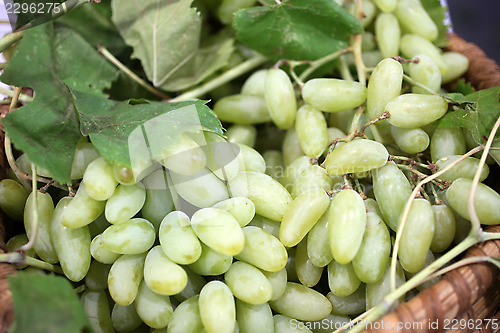 Image of Bunch of grapes