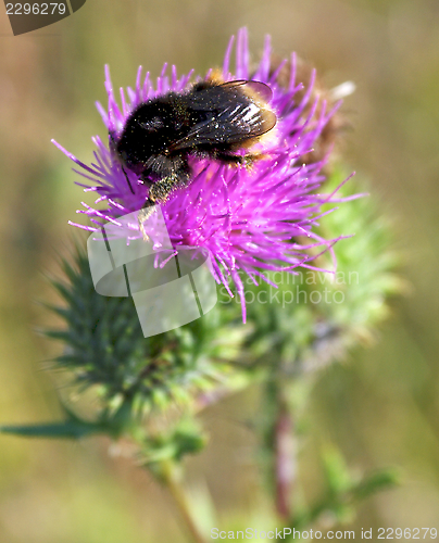 Image of Bumblebee on Thistle Flower