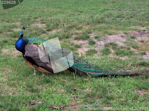 Image of Peacock