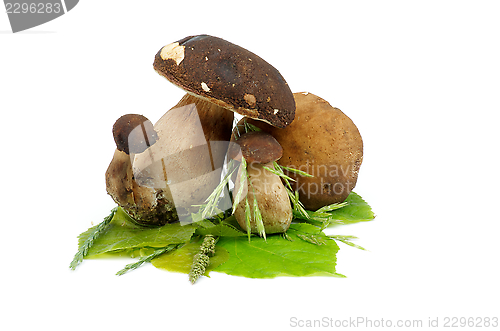 Image of Porcini Mushrooms