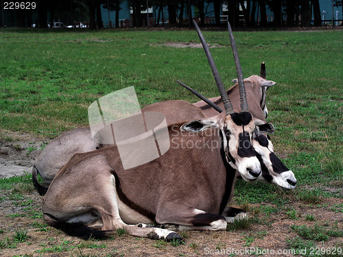 Image of Pronghorns