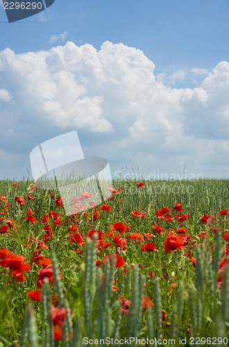 Image of Poppies on blue sky background