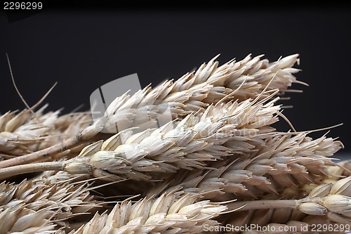 Image of Wheat