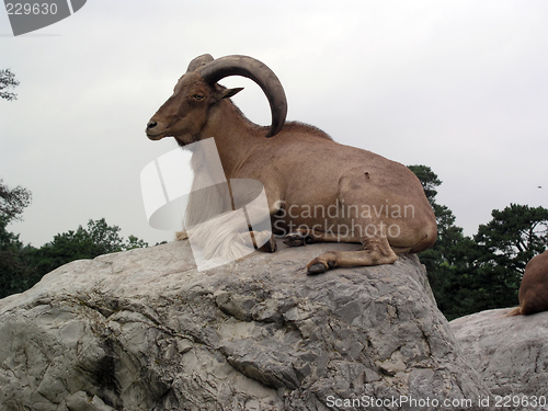 Image of Ram