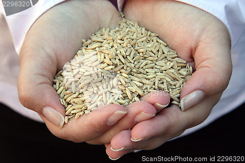 Image of Wheat in woman's hand