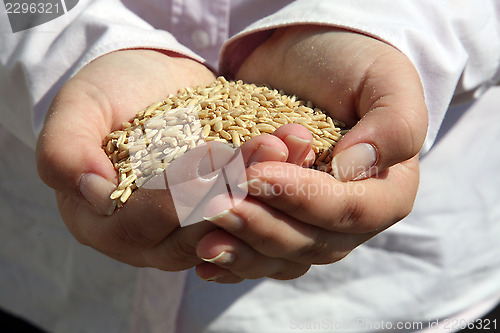 Image of Wheat in woman's hand