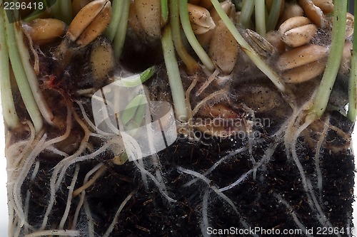 Image of Growth wheat