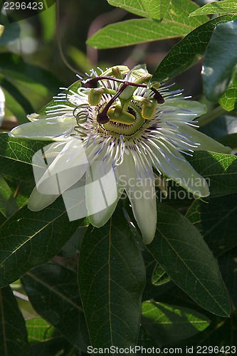 Image of Passion Flower