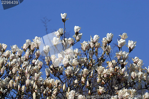 Image of Blossoming magnolia