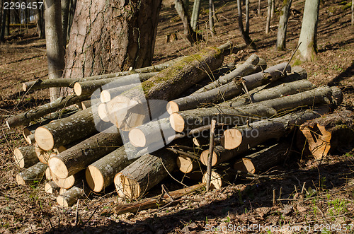 Image of cut tree body firewood stack forest deforestation 