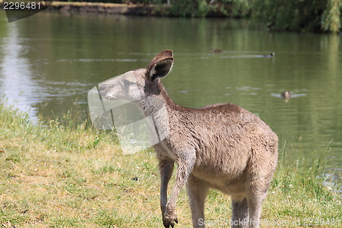 Image of Kangaroo