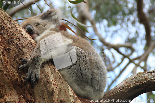 Image of Koala 1