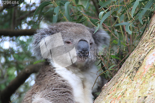 Image of Koala 2