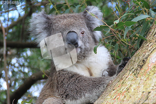 Image of Koala 3