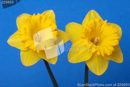 Image of Daffodils