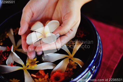 Image of female hand and flower in water