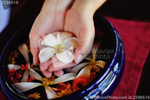 Image of female hand and flower in water