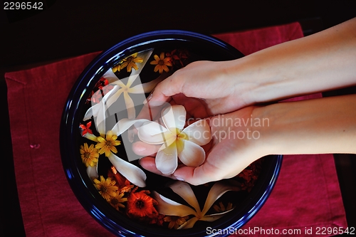 Image of female hand and flower in water