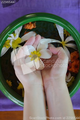 Image of female hand and flower in water