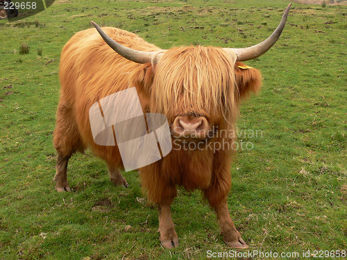 Image of Highland cow (c)
