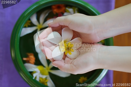 Image of female hand and flower in water